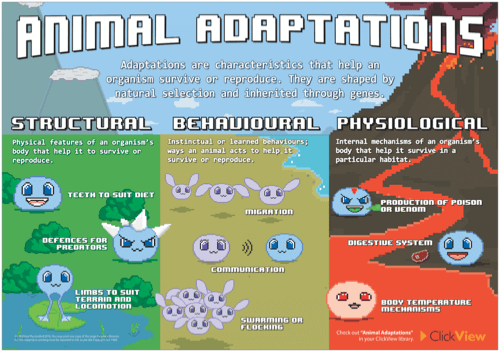 Animal Adaptations Poster