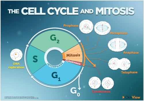 The Cell Cycle and Mitosis Poster