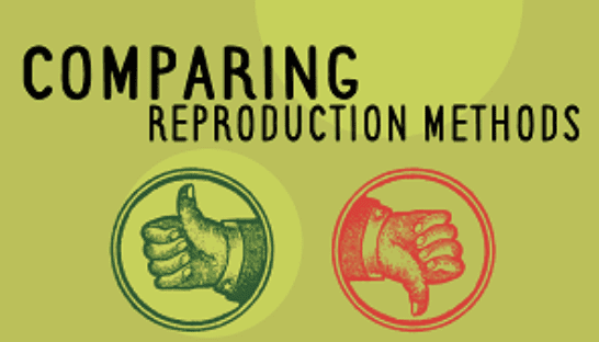 Year 8 -Comparing Reproduction Methods Presentation