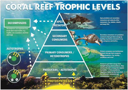 Coral Reef Trophic Levels Poster