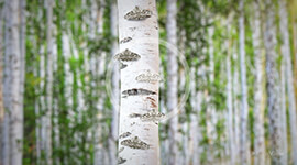 Evolution by Natural Selection