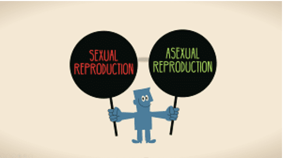 Year 8 - Sexual vs. Asexual Reproduction Presentation