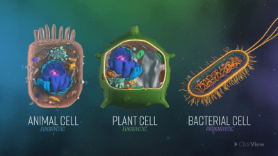 Cells and Their Organelles