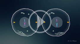 Mitosis and Meiosis