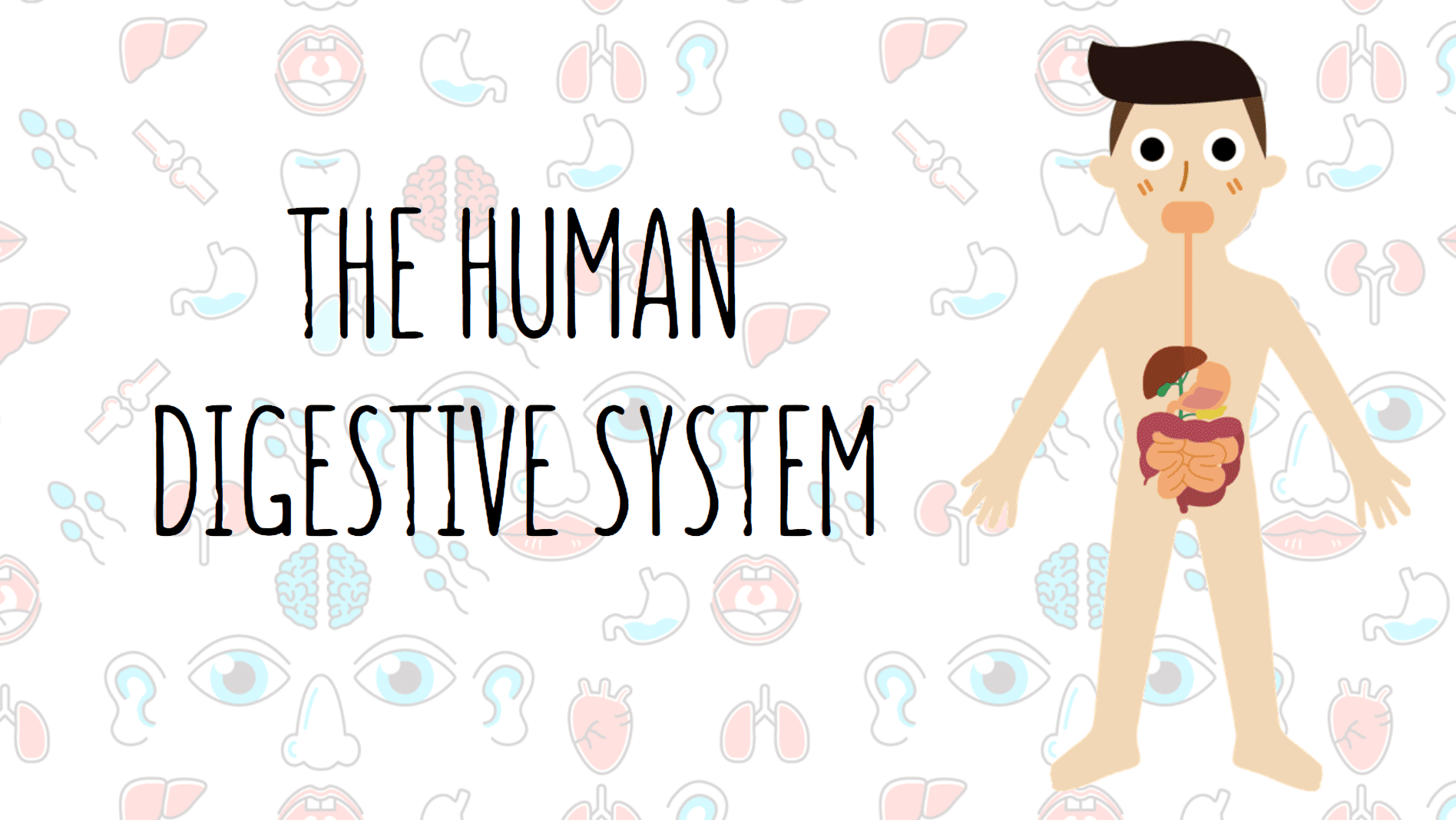 Year 9 - The Human Digestive System Presentation